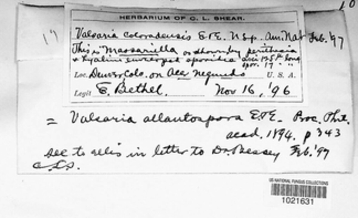 Valsaria coloradensis image